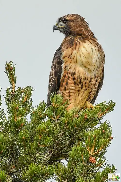 党汉岭:群鹰图献军网 - 空六军战友网博客