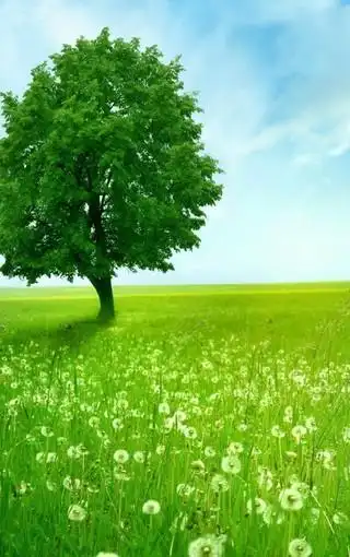 风景壁纸 绿色风景壁纸 清新嫩绿的自然美景