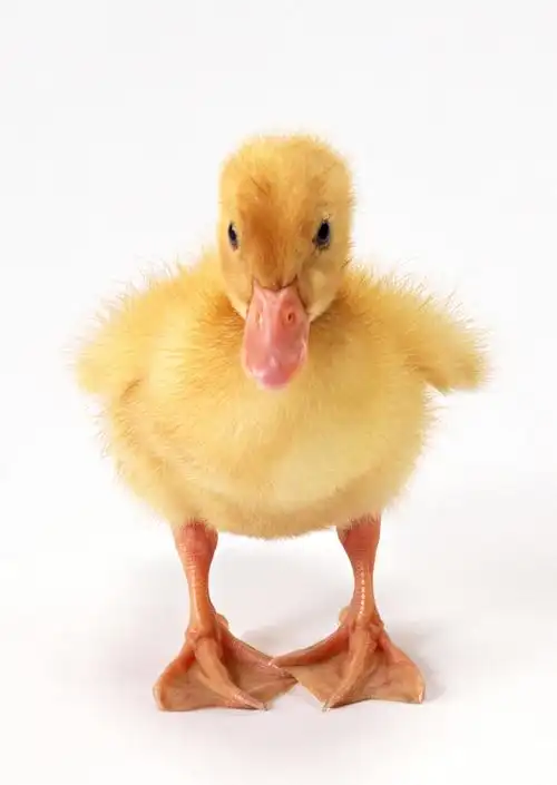 鸭子图片家禽鸭子鸭小鸭崽