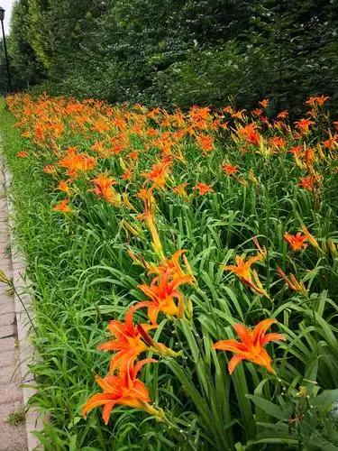 2020-6-29 鸿博郊野公园开放的萱草(也称忘忧草).