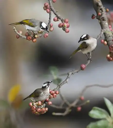 27张春天的小鸟摄影照片