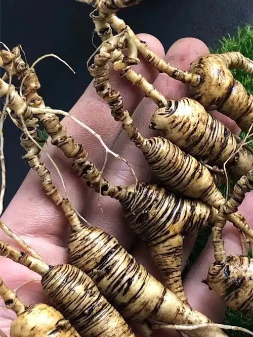 老山参,皮老纹深,芦碗多,纹嘎嘎老,货漂亮,基本没残,送礼首选.