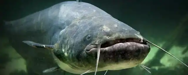 胡子鱼吃什么长得快?喂养胡子鱼的注意事项!