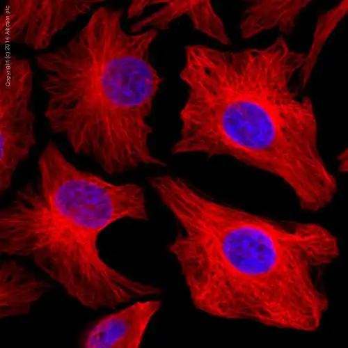 alexa fluor 647荧光anti-tubulin抗体[yol1/34] - microtubule