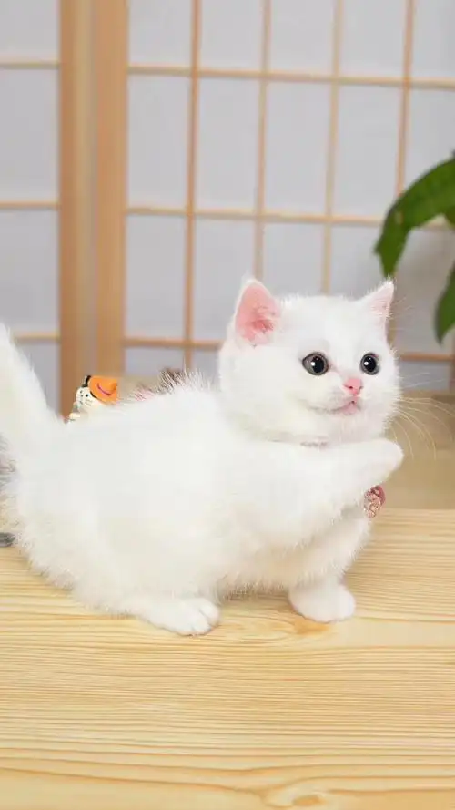 09纯白矮脚猫弟弟 白里透粉小雪球#短腿猫##矮脚猫