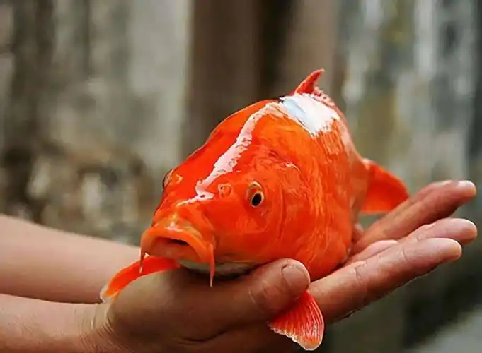 江西四红之玻璃红鲤