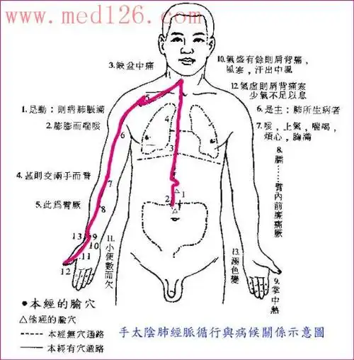 经络学说教程手太阴肺经