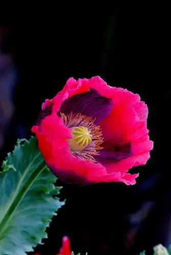 罂粟花与虞美人