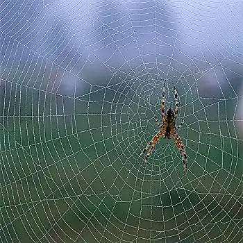 蜘蛛,上网