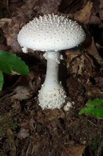 展开全部 这鹅膏菌科的定种总是让我心惊胆战,一不小心就可能出人命