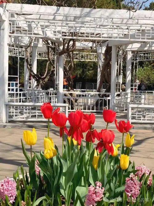 北京顶流中山公园郁金香真的开了追花可以安排起来啦