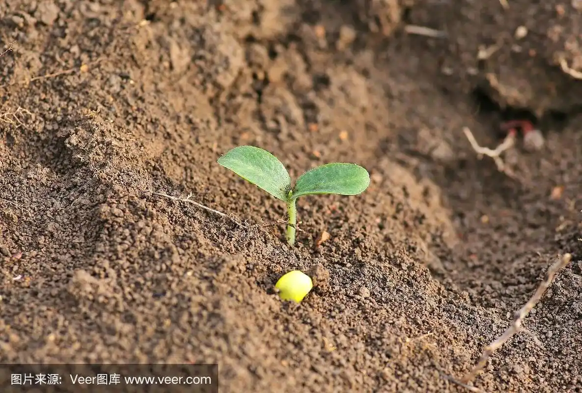 小南瓜在种植中发芽