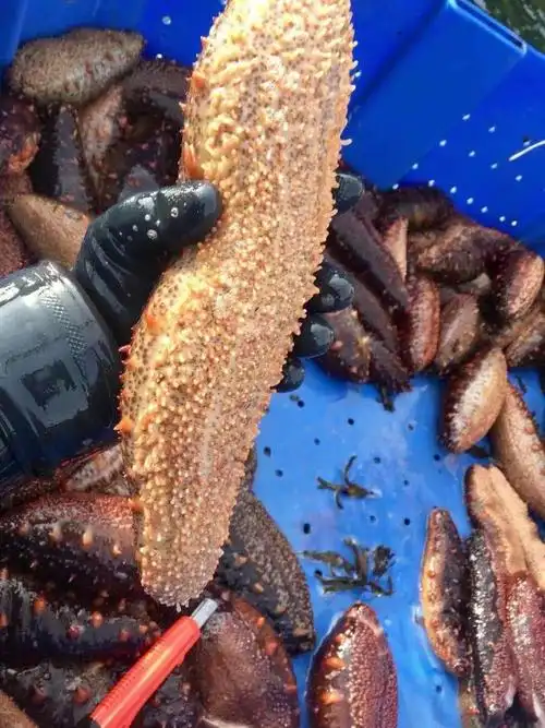 今年第一批新鲜海参今预购大size的,喜欢的赶紧囤起来#野生海参