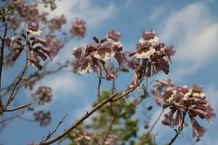 有几棵梧桐树开花了,从以前就想拍几张梧桐花的照片,今算是完成这夙愿