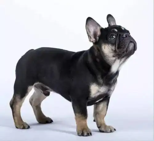 所以导致整个法斗以后都是黑色或者铁包金.