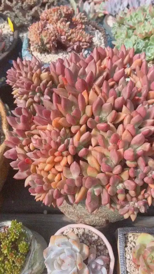 桃花源缀化,#多肉植物  ##桃花源  #我的多肉植物  #多肉  #多肉花盆