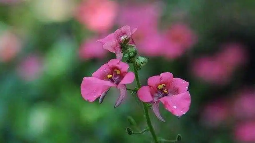 百花诗集之二七四《玄参》