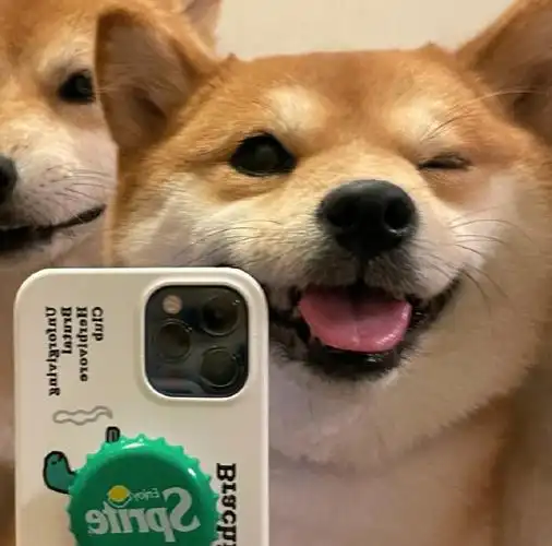 柴犬#自拍什么的我最在行啦!