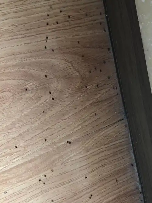 各位大神,求解答,现在家里地板缝会有这种虫子,这是什么虫子,需要用