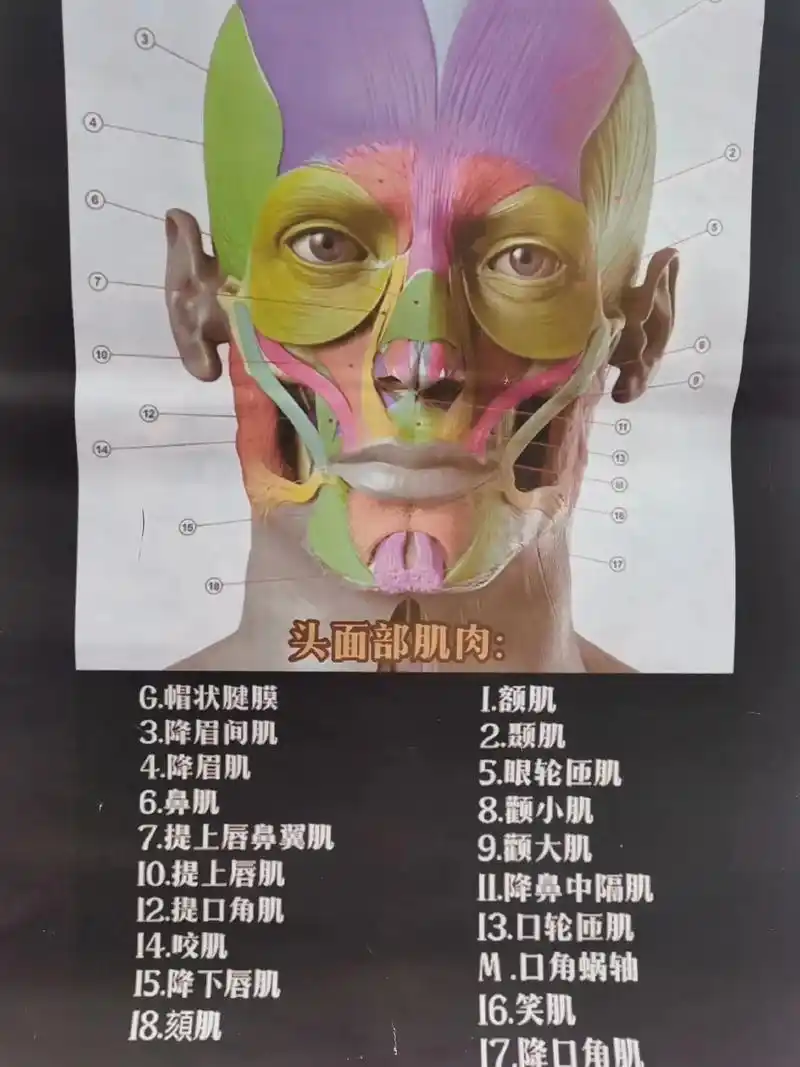 面部肌肉图及穴位大全分享给亲们!
