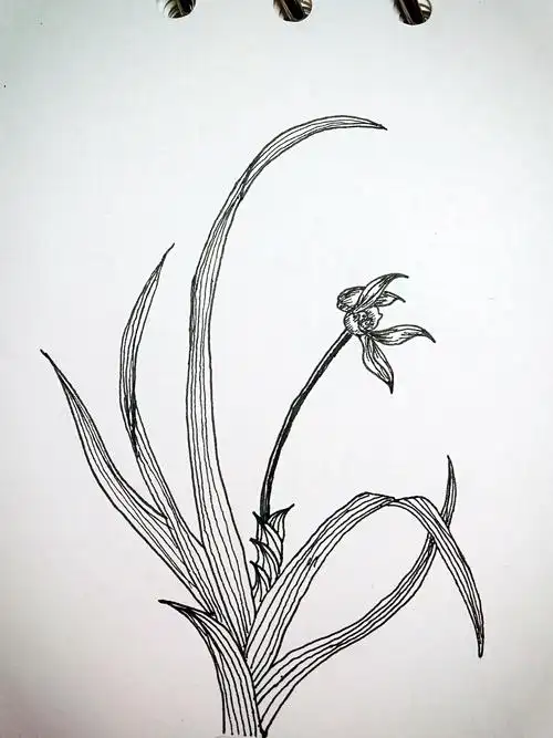 【一日一线描】兰花 21天线描(第二十天) - 简书