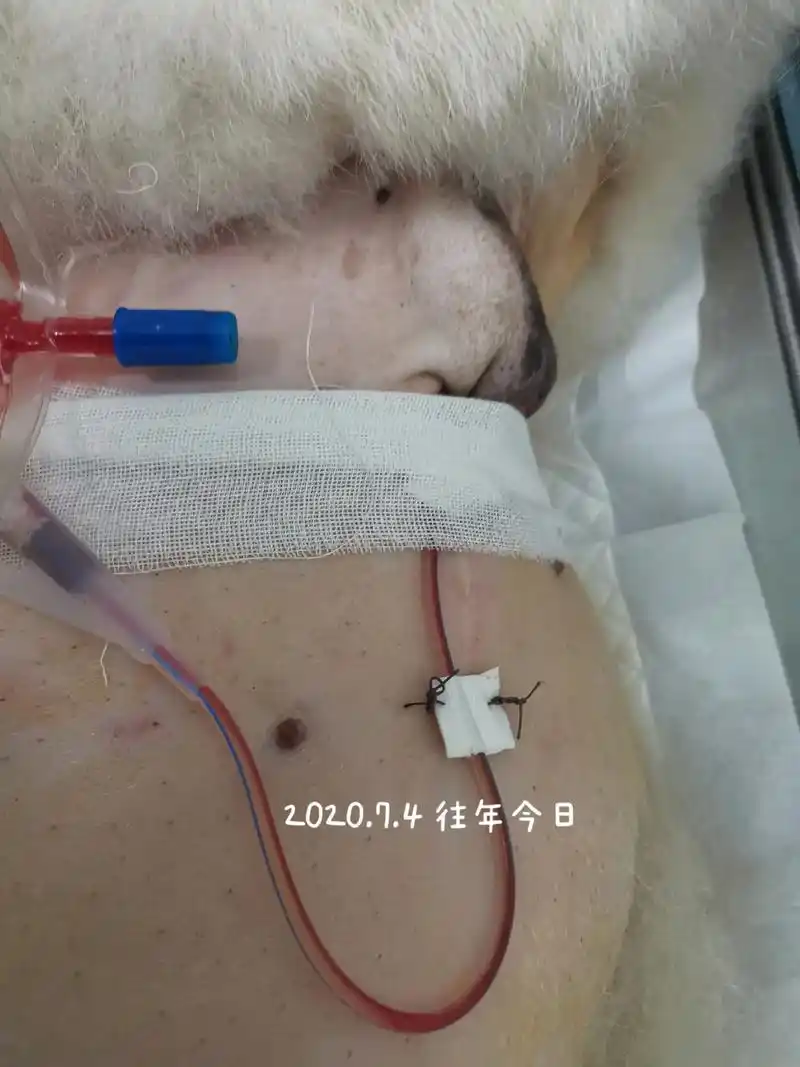 狗生第一次手术.2020年7月4日,10岁半的松松膀胱结石手 - 抖音