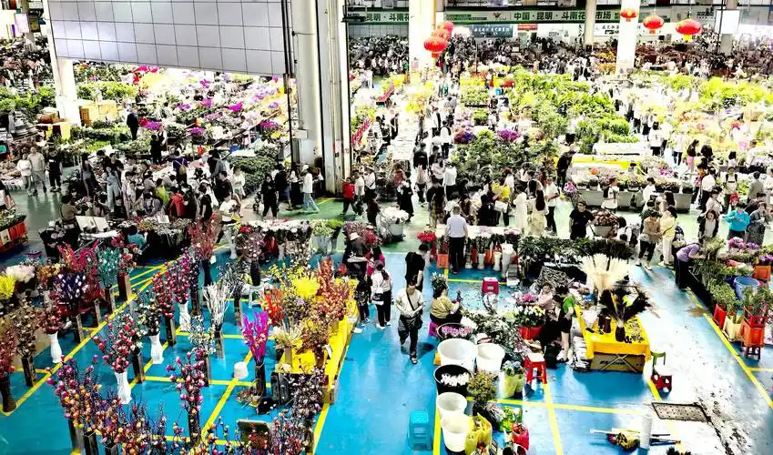 如今的斗南,已成为中国花卉市场的"风向标"和花卉价格的"晴雨表".