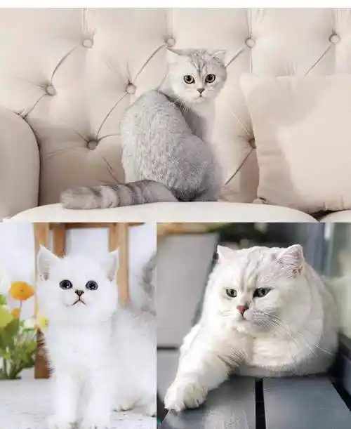 英短有十五个品种,分别是蓝色,蓝白色,银渐层,三花