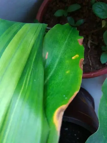 我家的巴西木叶子上有很多小黄点,叶子边有黄斑,叶尖有干枯,而且叶子