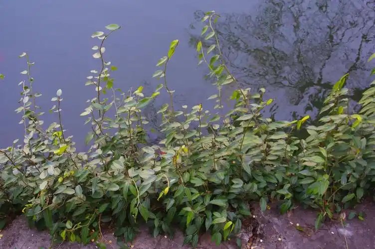 山野寻奇——冰粉树