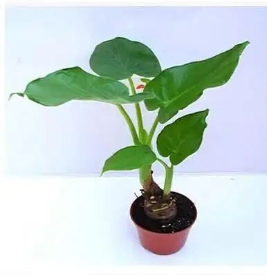 新品滴水观音净化空气花卉室内吸甲醛绿植盆栽防辐射水培植物包邮