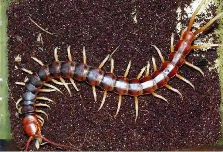 蜈蚣要用什么药杀死