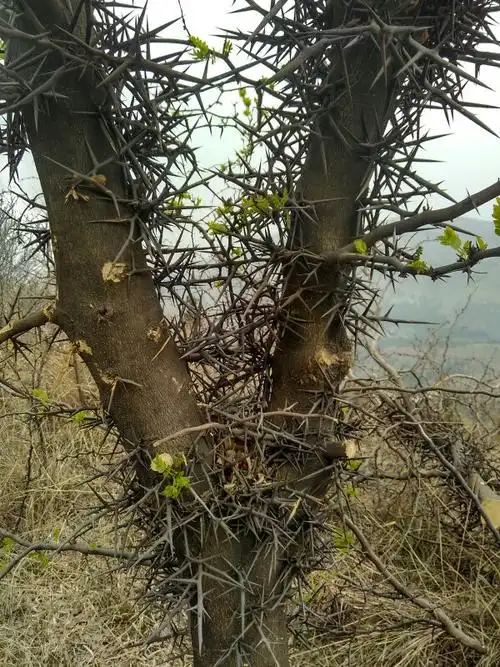 183****3110 造刺树为落叶乔木,棘刺圆柱形,常分支.