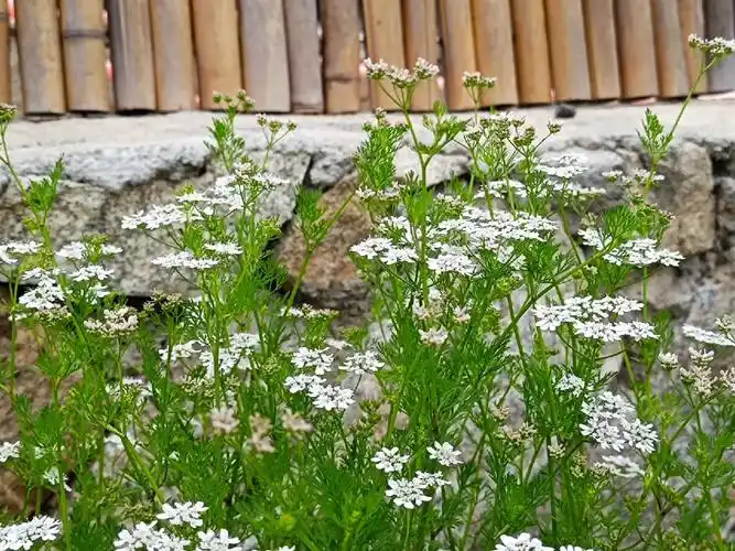 第一次看见香菜开花