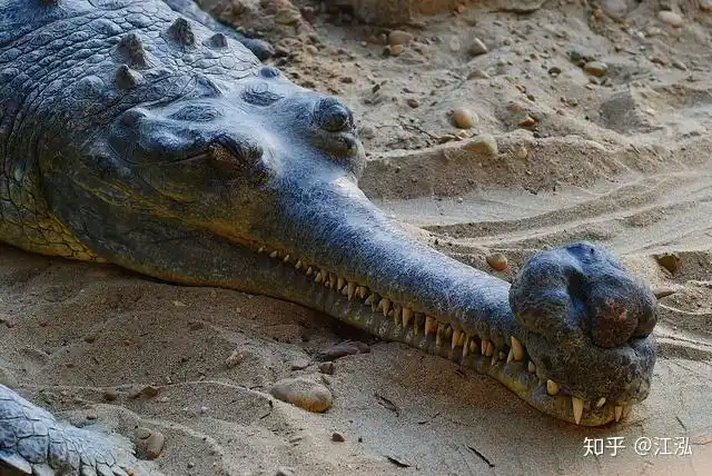 生活在非洲的史前巨鳄能吞恐龙