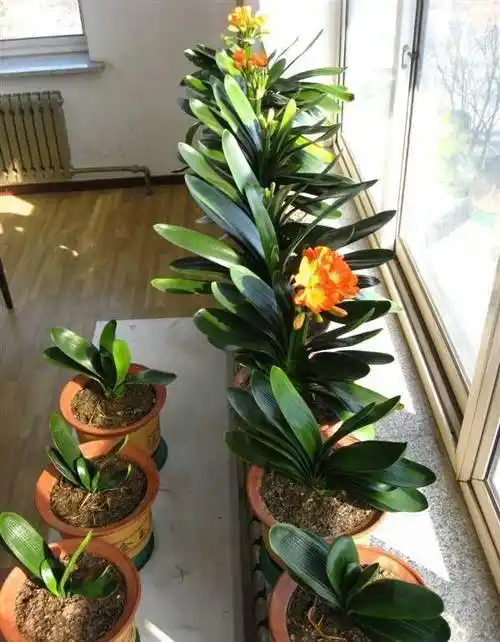居家养君子兰,摆放有"讲究",尤其"这2个位置"不要放