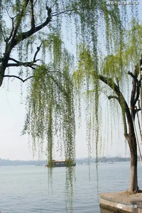 柳浪闻莺是西湖十景之五,南宋时为帝王御花园,称聚景园,清代恢复柳浪