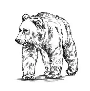 熊图片-西伯利亚的棕色的熊素材-西伯利亚的棕色的熊插画-摄图新视界