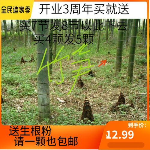 姜芮毛竹苗毛竹根楠竹苗竹根竹鞭食用竹笋苗种植庭院室外冬笋苗 5节