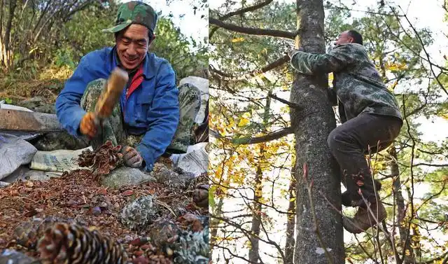 采摘松塔有危险吗?