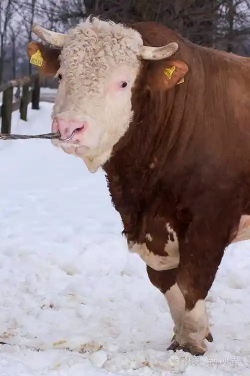 公牛繁殖公牛特写