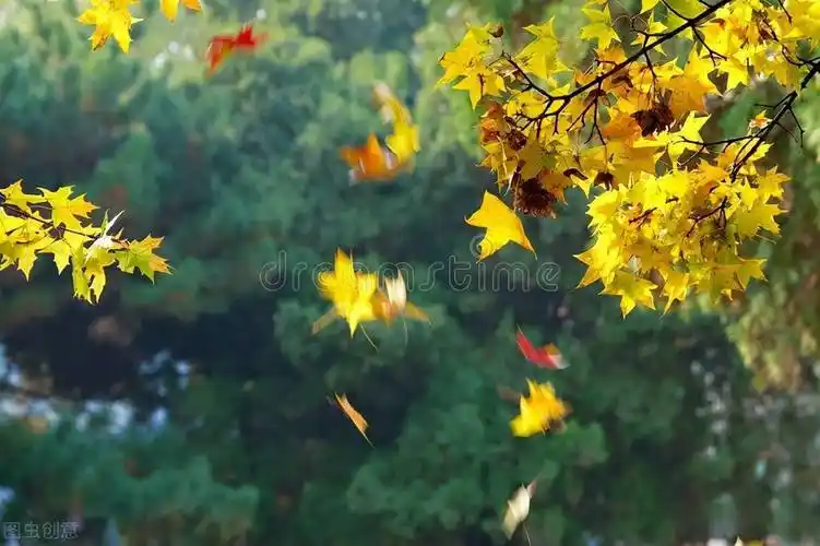 又到叶落纷飞时_落叶