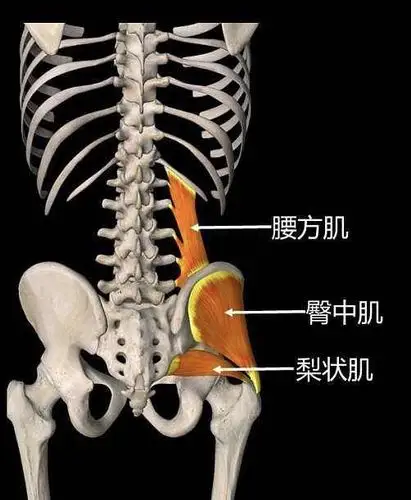 一个动作拯救你的腰!腰痛元凶之一:"腰方肌"