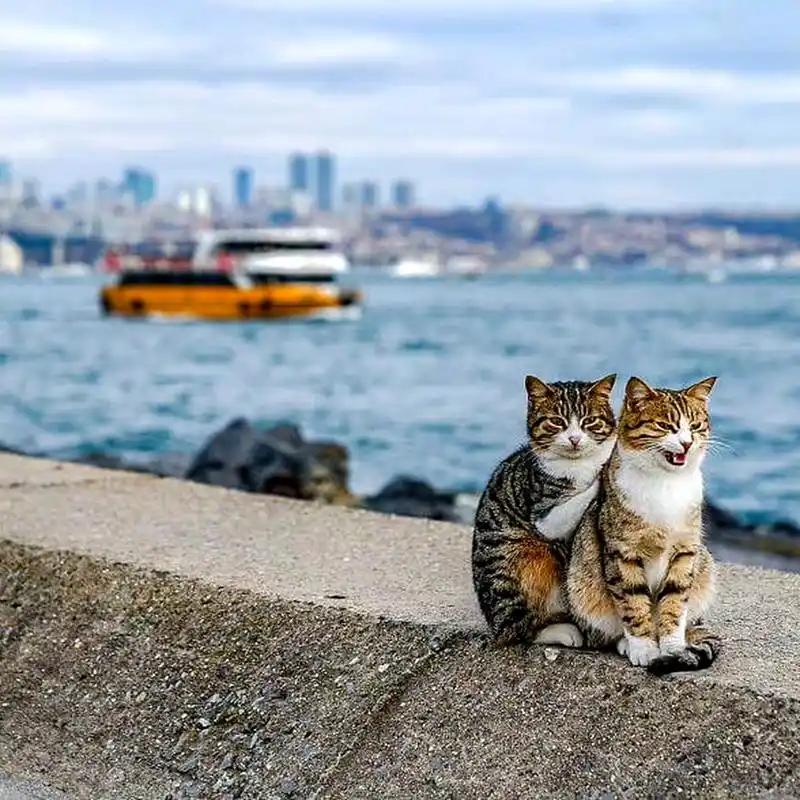 相互依偎的时刻