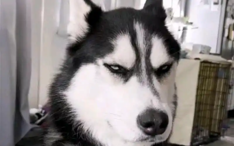 二哈迷惑行为瞧瞧这充满智慧的眼神