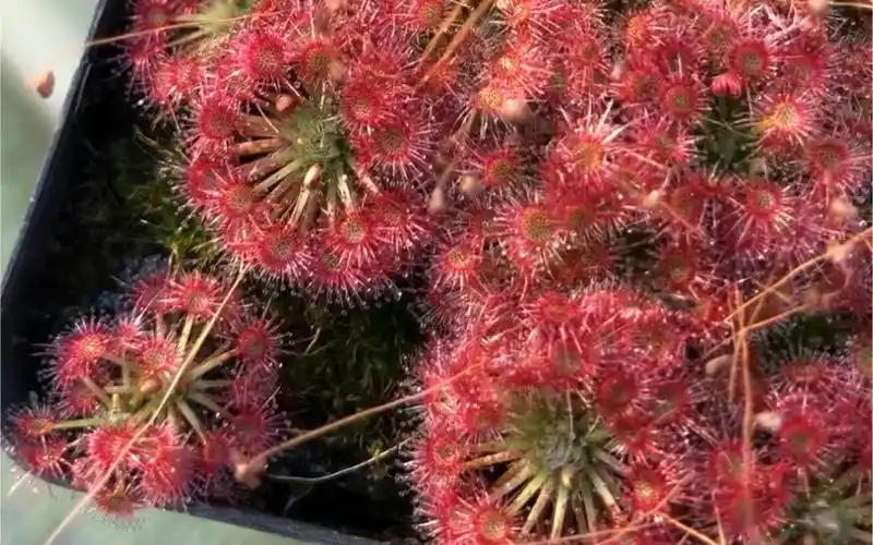 群栽的迷你茅膏菜 粉扑扑的茅膏菜 月亮湖迷你茅膏菜 萌植苑食虫植物