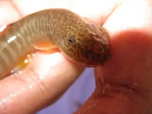 野生小鱼,非常可爱,叫不出名字要挨骂