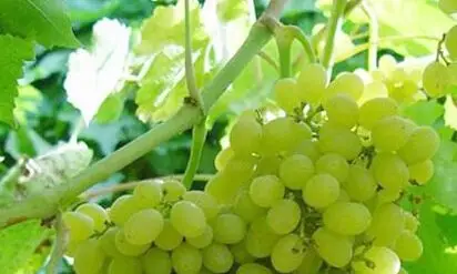 长相思(白苏维翁,白沙威浓,缩维浓) ——sauvignon blanc_白葡萄品种