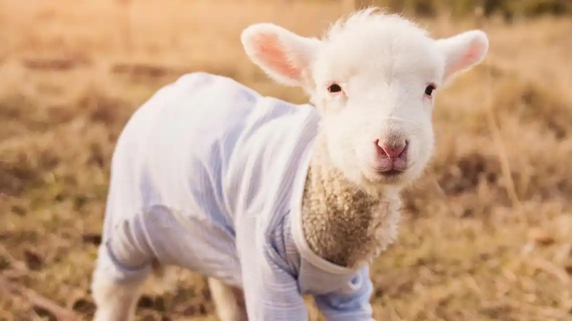 可爱小羊羔图片大全88