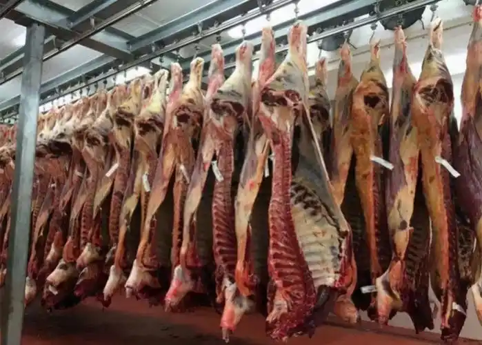 屠宰场,但跟国内放血宰杀方式不同的是,美国人杀牛采用的是一种比较